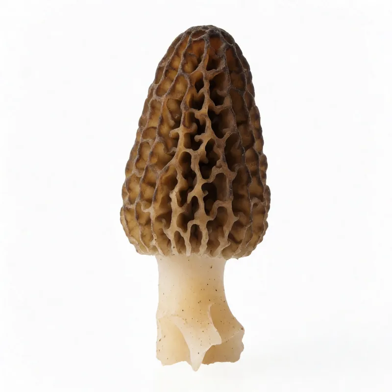 Yellow Morel specimen