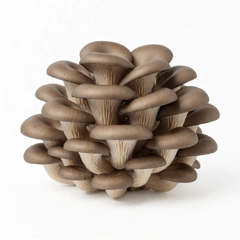 Oyster Mushroom specimen
